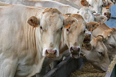 Charolais Cows at Farm Photograph by Arterra Picture Library - Fine Art ...