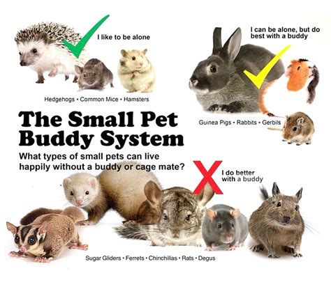 Small Pets List