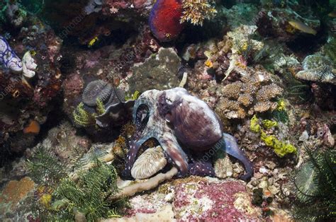 Day octopus hunting on a reef - Stock Image - C009/8757 - Science Photo Library