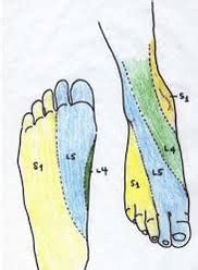 Dermatomes Foot