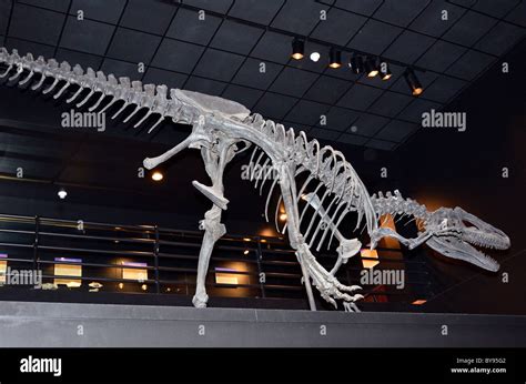 Allosaurus skeleton. Museum of Rockies. Bozeman, Montana, USA Stock Photo - Alamy