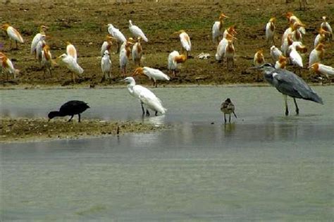 Exploring Gujarat’s Wild Side with Gujarat Wildlife Tours | Insight India : A Travel Guide to India