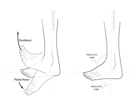 [SOLVED] Why is the opposite of plantar flexion called "dorsiflexion ...