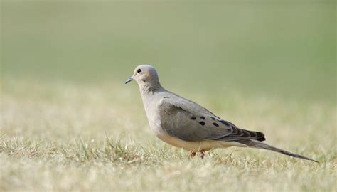 Nesting Habits of Doves | Sciencing