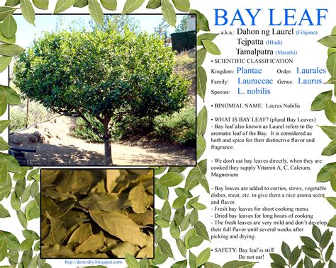 DEMZSKY: Bay Leaf a.k.a. Laurel Leaf