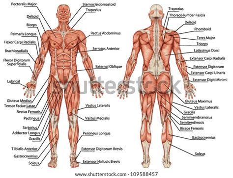 Anatomy Male Muscular System Posterior Anterior Stock Vector (Royalty ...