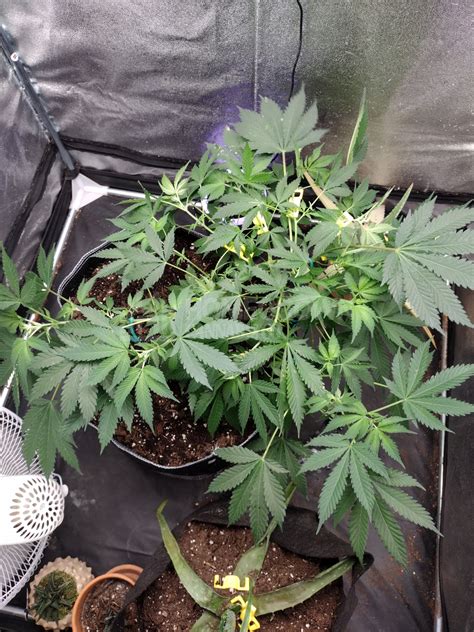 Tropic Thunder Feminized Cannabis Seeds week 5 grow journal by jaybird ...