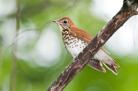 Citizen Science Blog - Explore Bird Migration and Urban Wildlife