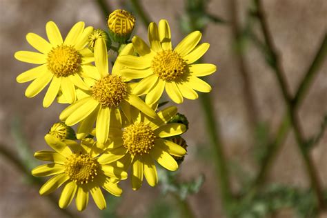 Free Images : spring, flora, wild flower, wildflower, cool image, cool photo, yellow flowers ...