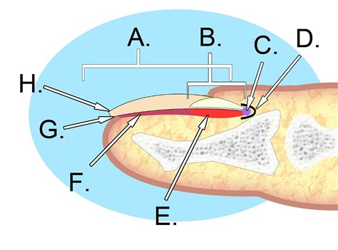 File:Human nail anatomy.jpg - Wikipedia, the free encyclopedia