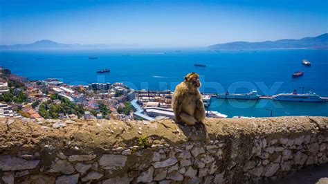 Monkey in Gibraltar | Stock image | Colourbox