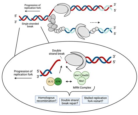 Viruses | Free Full-Text | HSV-1 DNA Replication—Coordinated Regulation ...