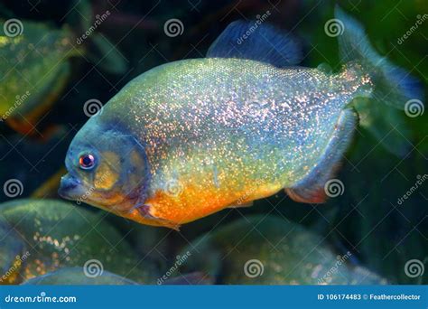 Red-bellied piranha stock image. Image of river, amazon - 106174483