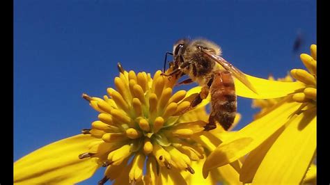 Plants And Flowers Honey Bees Pollinate - YouTube