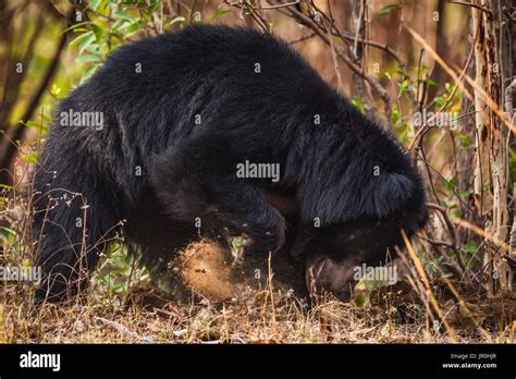 Sloth Bear (Melursus Ursinus) Digging For Termites In Bushes ...