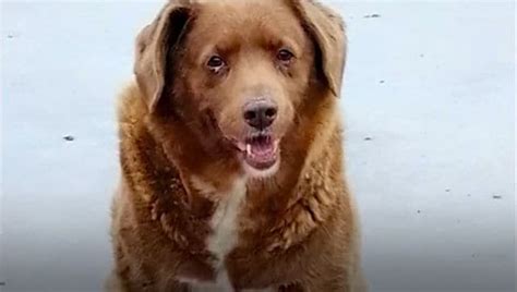 Meet Bobi: World's oldest dog ever, featured in Guinness World Records at 30