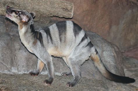 Banded Palm Civet Pictures - AZ Animals