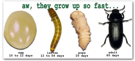 Mealworm Metamorphosis - p | Meal worms, Life cycles, Animal life cycles