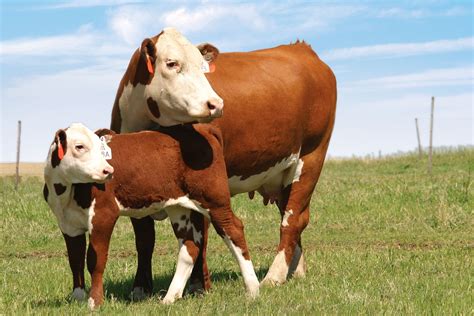 Cow and Calf Hereford Cows, Sweet Cow, Beef Cattle, Cattle Ranching, Cow Calf, Down On The Farm ...