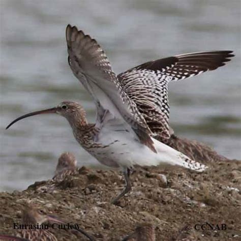 Eurasian Curlew (Numenius tenuirostris) - EUCU