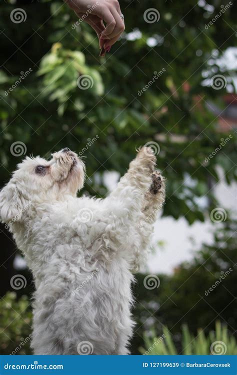 Maltese Dog Training - Standing Up Asking for Food Stock Image - Image of maltese, eating: 127199639