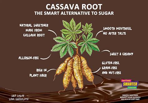 Cassava root : the smart alternative to sugar - Theobroma Chocolat