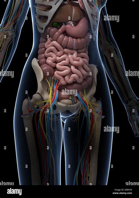 Human Body Organs Diagram Appendix