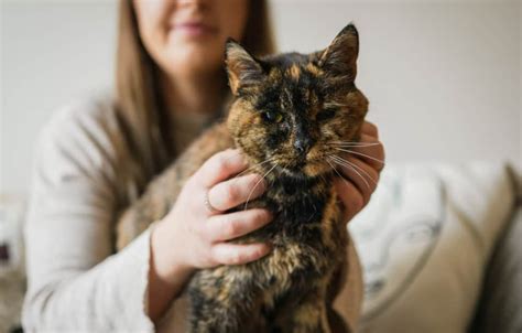 Meet Flossie: World’s oldest cat crowned in UK