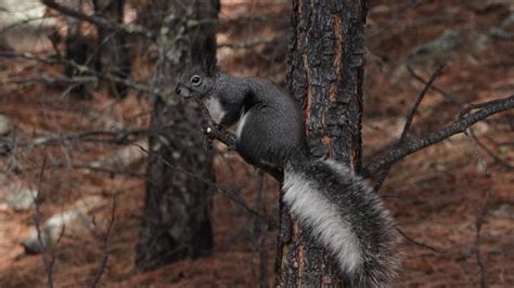 Abert`s Squirrel | MarkEisingBirding