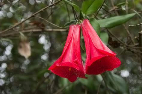 El Copihue - Flor Nacional de Chile #SpanishRoute #FollowTheRoute ...