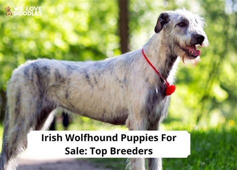 Irish Wolfhound Puppies For Sale: Top 2 Breeders!