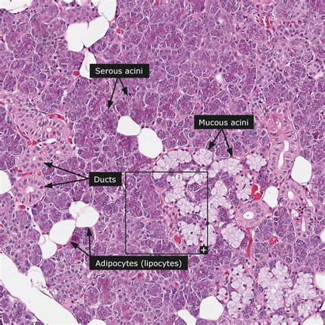 Normal Salivary Glands Histology