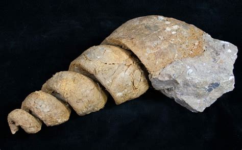 Huge 6.7" Gastropod Fossil From Morocco (#11048) For Sale - FossilEra.com