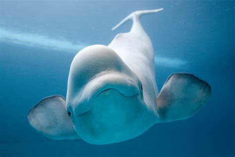 Male Beluga Whale to Mimic Human Speech | 4VF News – Daily News Channel