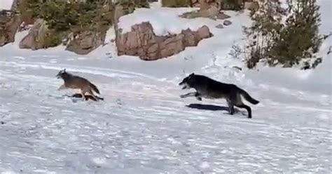 Coyote Vs Wolf