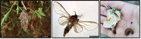 A Bumper Crop of Bagworms | Oklahoma State University