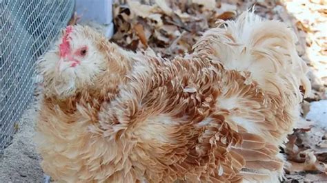 Frizzle Chicken Breed Guide: Origin, Weight, Meat / Egg Production and ...