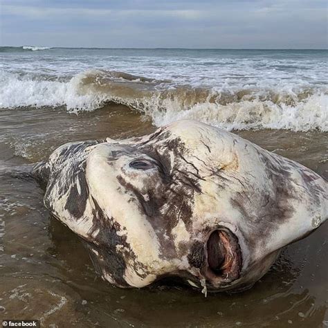 World's Biggest & Rarest Sea Creatures Washes Up on an Australian Beach - RedChili21 MY