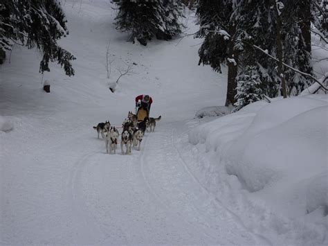 Sled Dog Race Huskies Dogs · Free photo on Pixabay