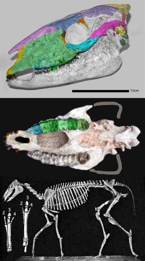 Equus, Plagiolophus, Lambdotherium and Miohippus