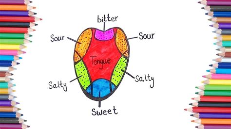 Diagram Of Tongue Taste Buds