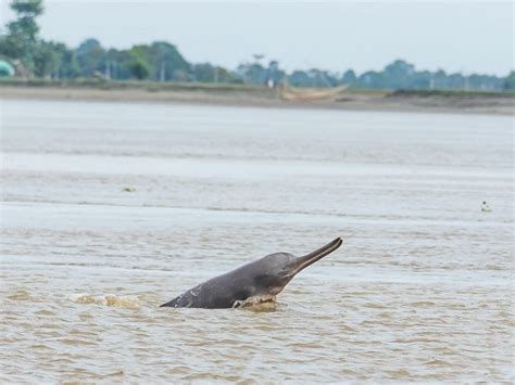 Asia's first national dolphin research centre to be built in Patna: All you need to know!