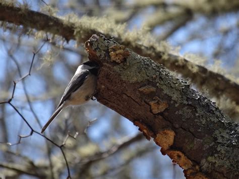 black capped chickadee nest | Mary Richmond's Cape Cod Art and Nature