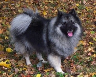 What Breeds Make A Keeshond