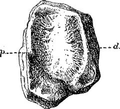 Category:Ophthalmosaurus fossil illustrations - Wikimedia Commons