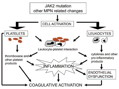 Pathophysiology of thrombosis in myeloproliferative neoplasms | Haematologica