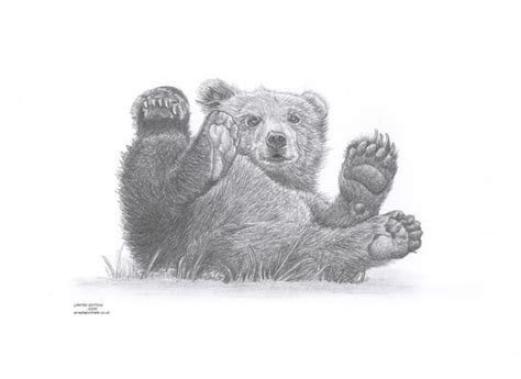 Bear Cub Drawing at PaintingValley.com | Explore collection of Bear Cub ...