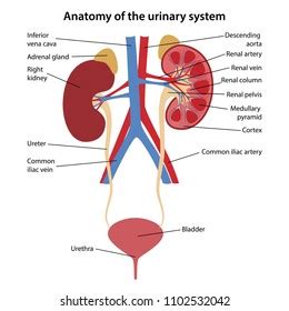 Bladder Model Labeled