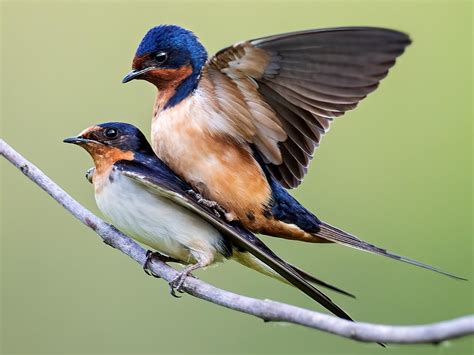 Barn Swallow | Celebrate Urban Birds