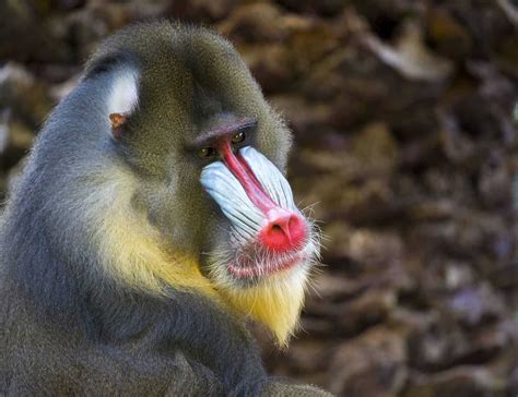 Mandrill Facts For Kids | Kids Matttroy